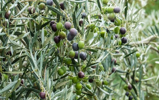 Olivas para elaborar aceite / PIXABAY Olivas para elaborar aceite / PIXABAY