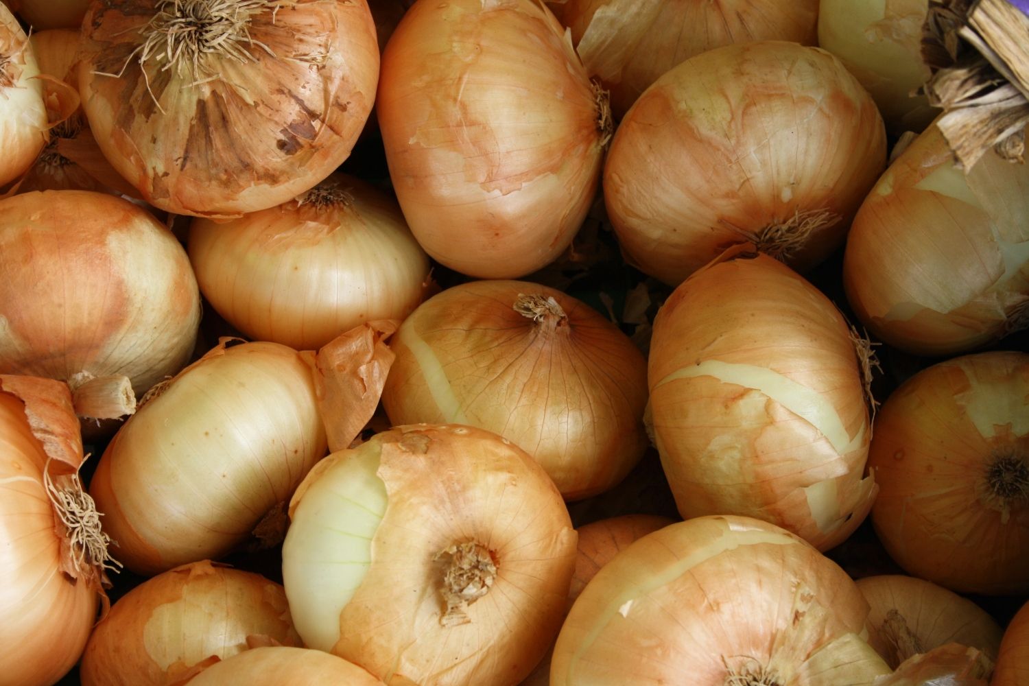 Cebollas / UNSPLASH Cebollas / UNSPLASH