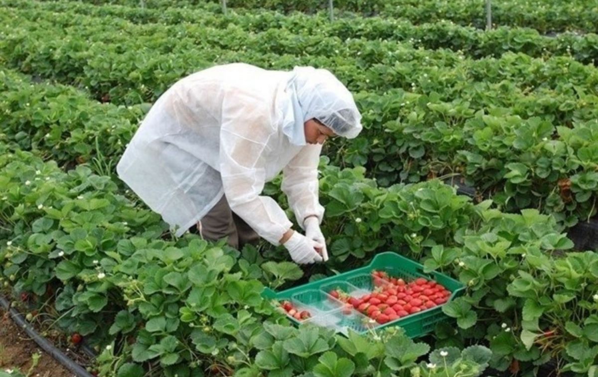 Un trabajado recoge fresa en Huelva / EP