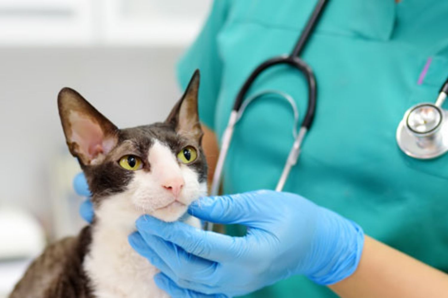 Un gato en una clínica veterinaria  / AEMPS