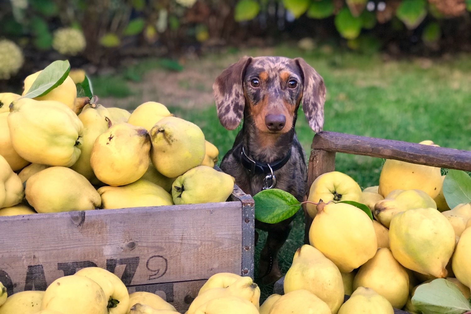 Un perro rodeado de fruta / PEXELS