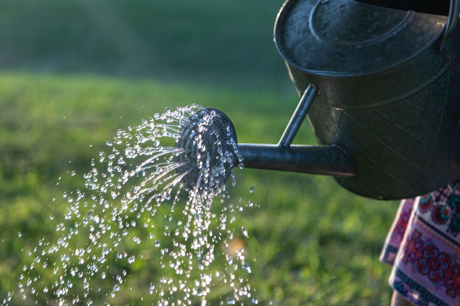 Los 10 trucos de los jardineros para tener las plantas bonitas y sanas/ UNSPLASH