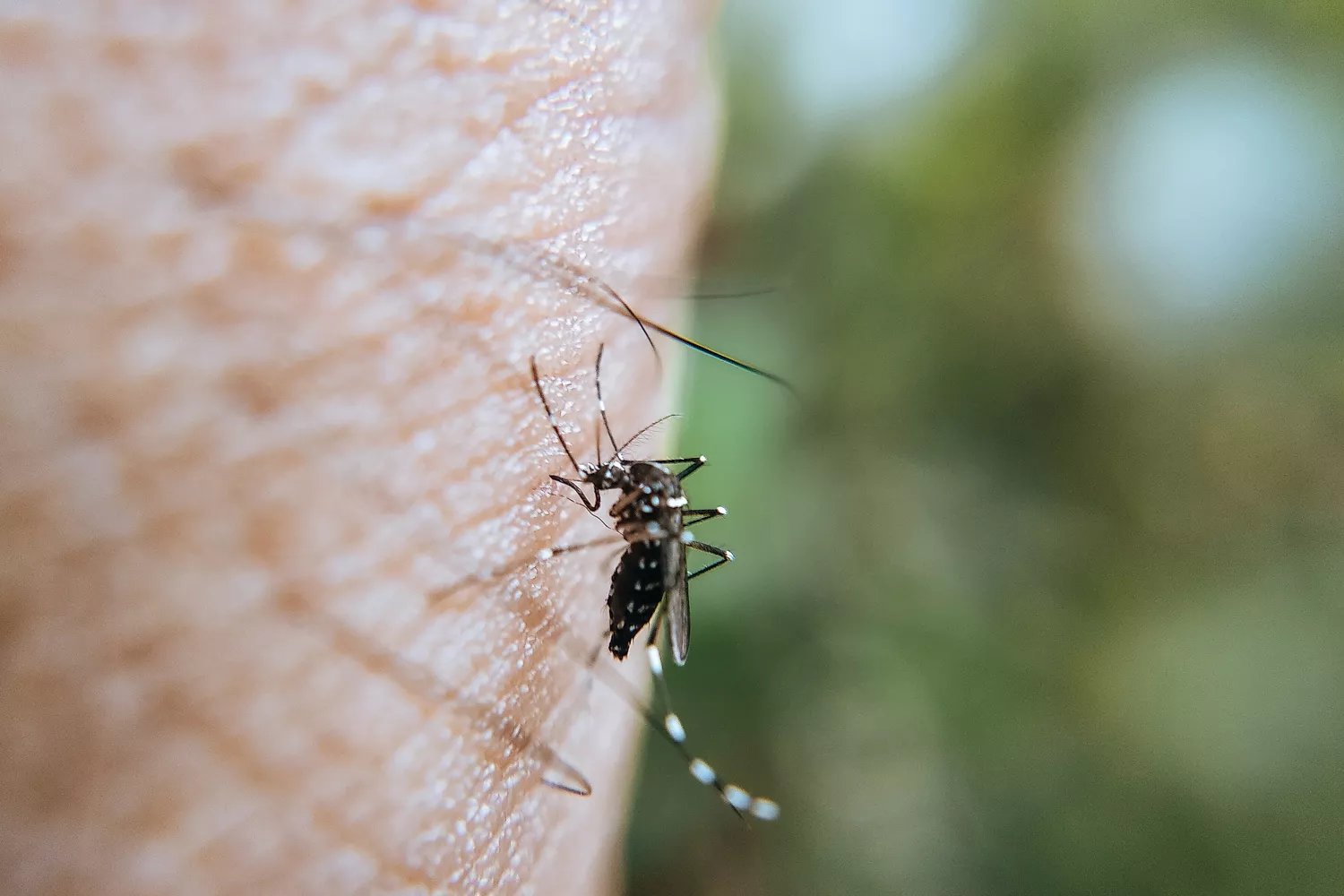 Un mosquito sobre la piel de una persona / PEXELS