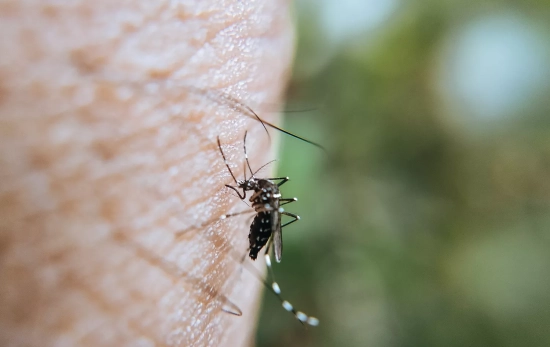 Un mosquito sobre la piel de una persona / PEXELS Un mosquito sobre la piel de una persona / PEXELS