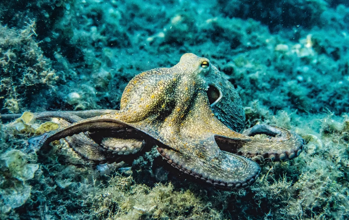 Un pulpo en libertad / PEXELS - PIA B Un pulpo en libertad / PEXELS - PIA B
