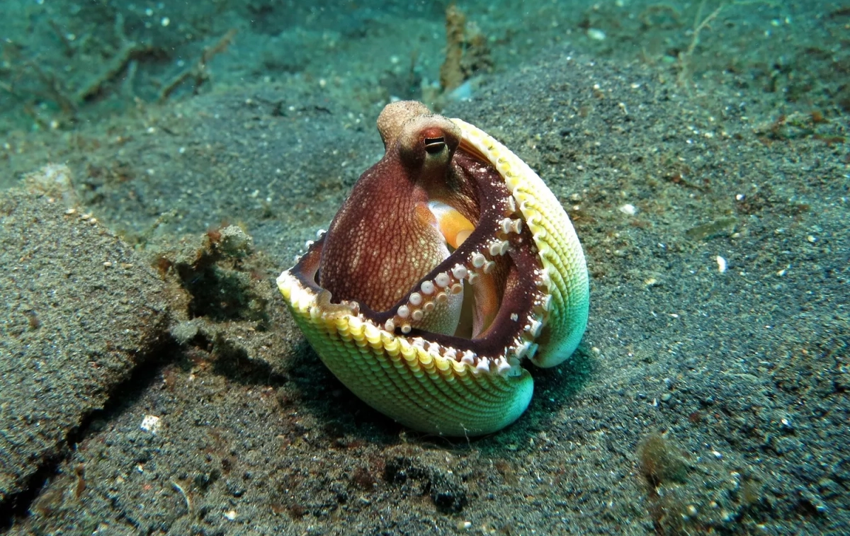 Un pulpo cobijado en una concha en el fondo del mar / PIXABAY - ARHNUE