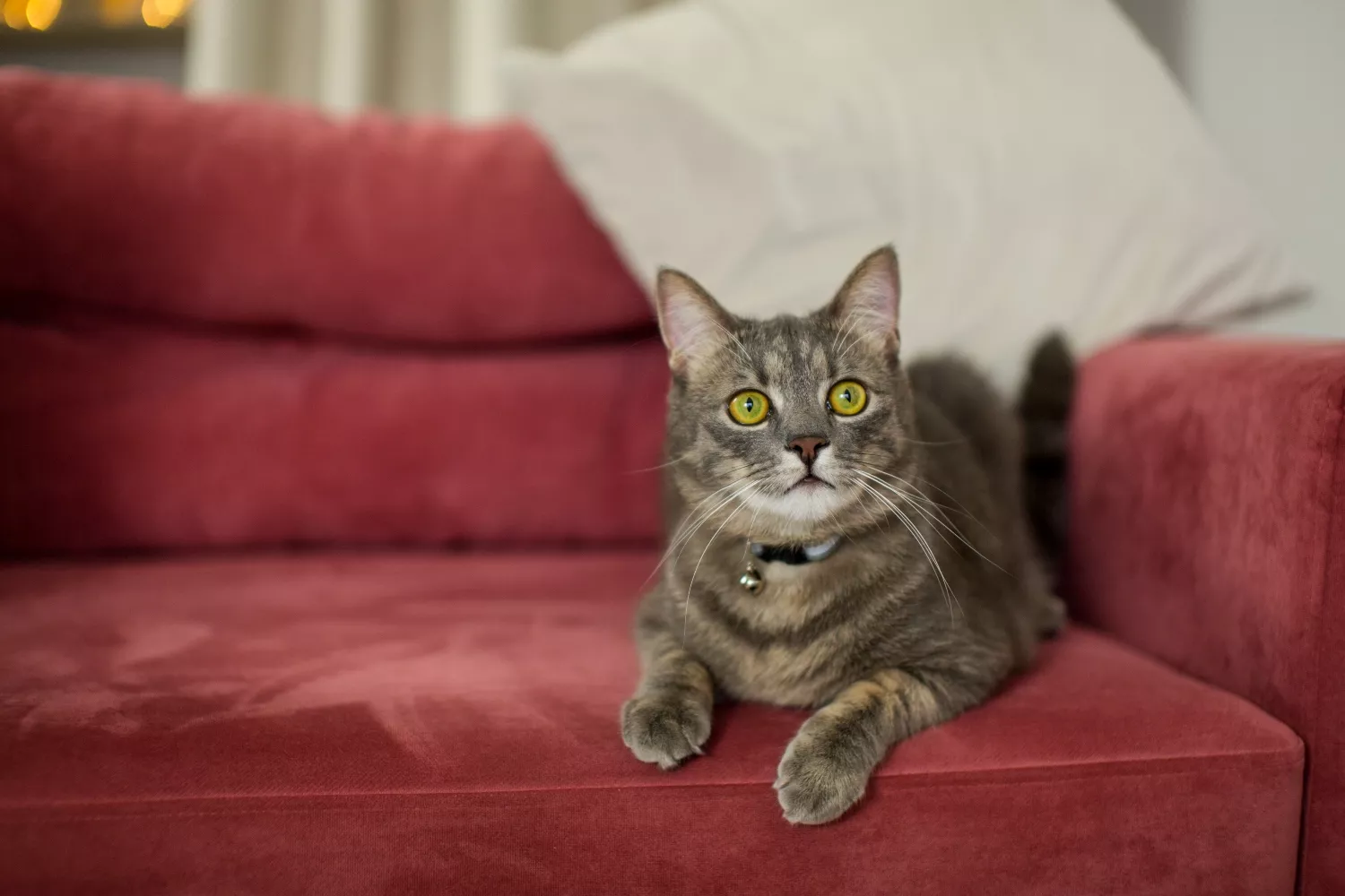 Un gato en un sofá / FREEPIK