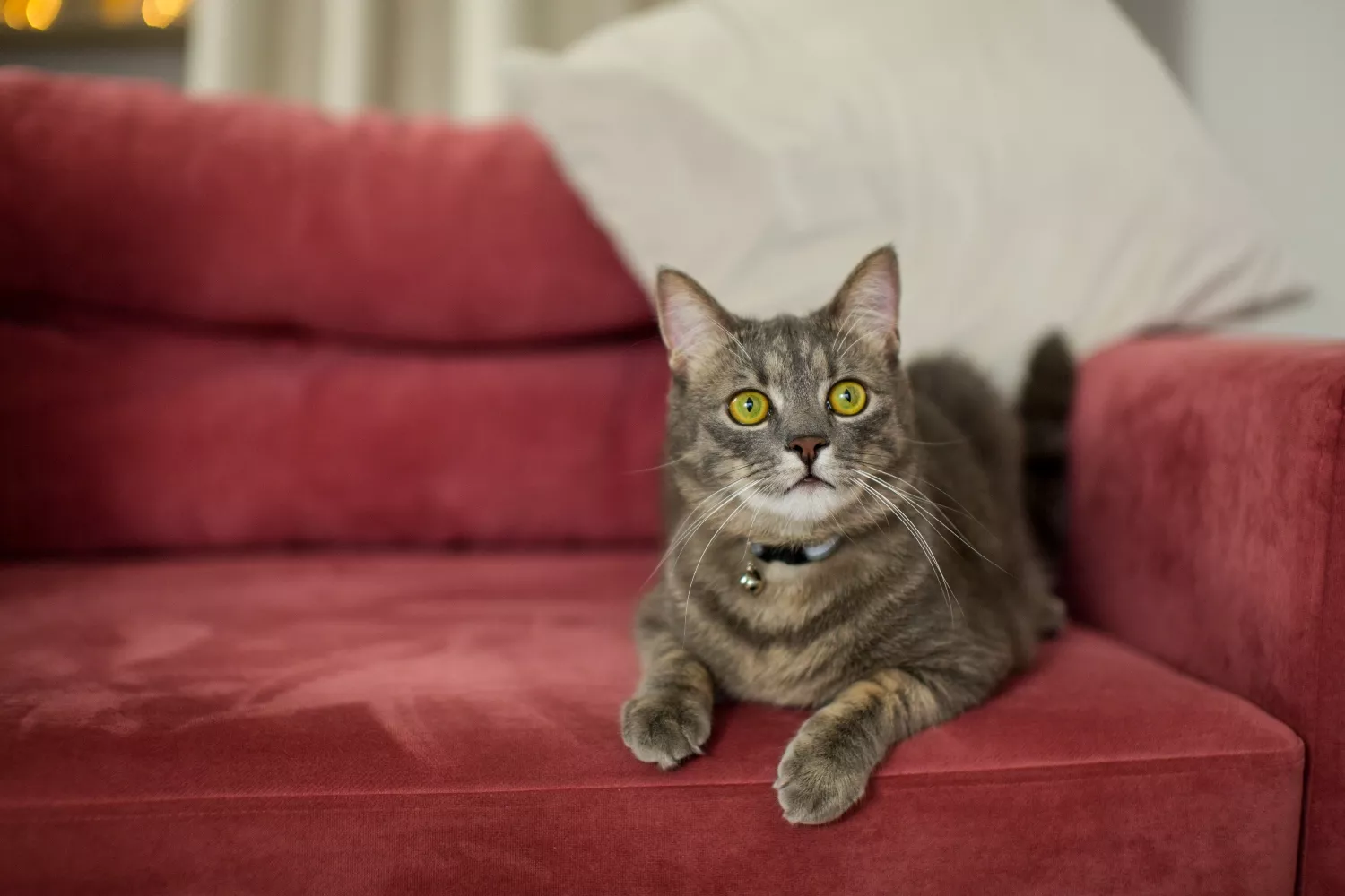 Fixing Cat Scratches On Fabric Furniture Using A Razor