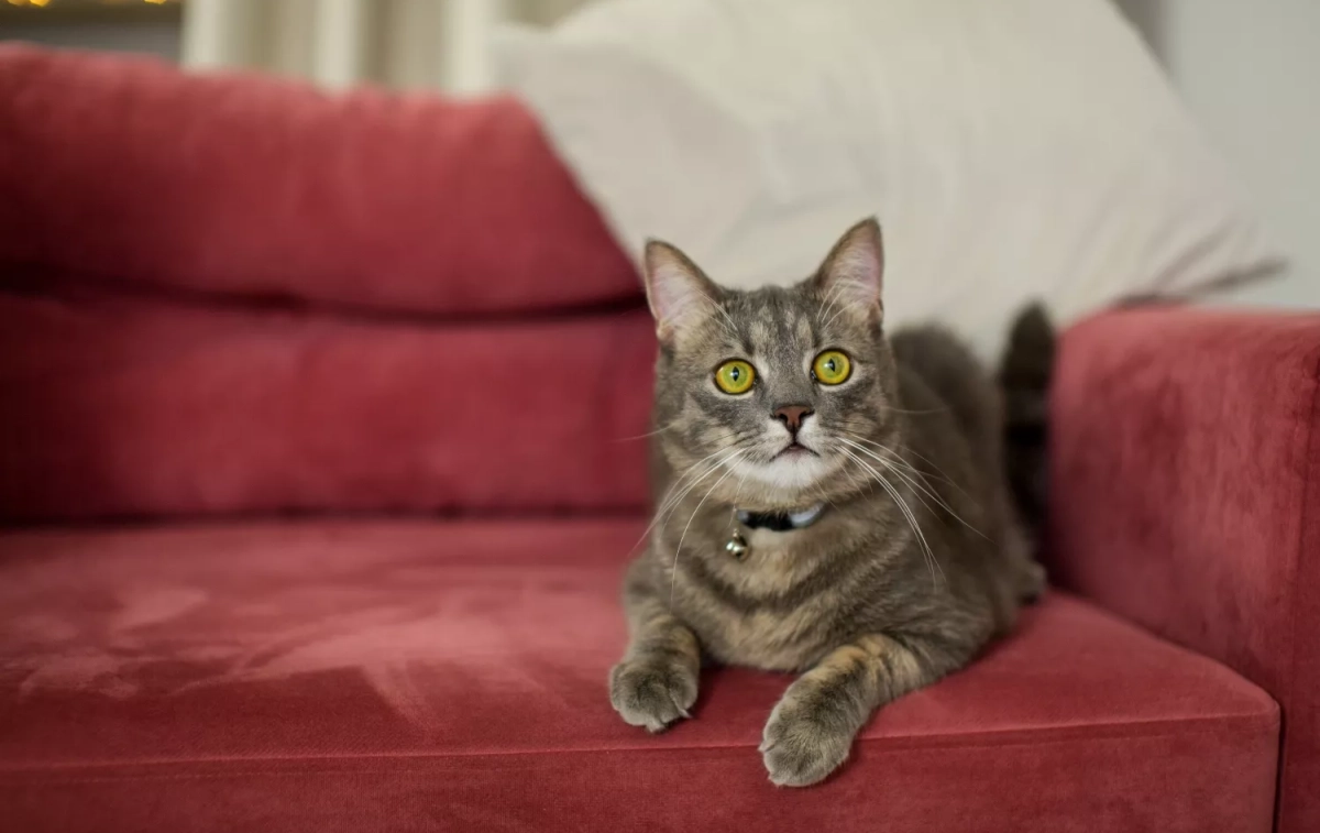 Un gato en un sofá / FREEPIK