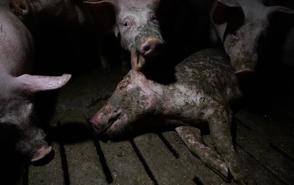 Varios cerdos comiéndose a otro en una de las macrogranjas de España / IGUALDAD ANIMAL