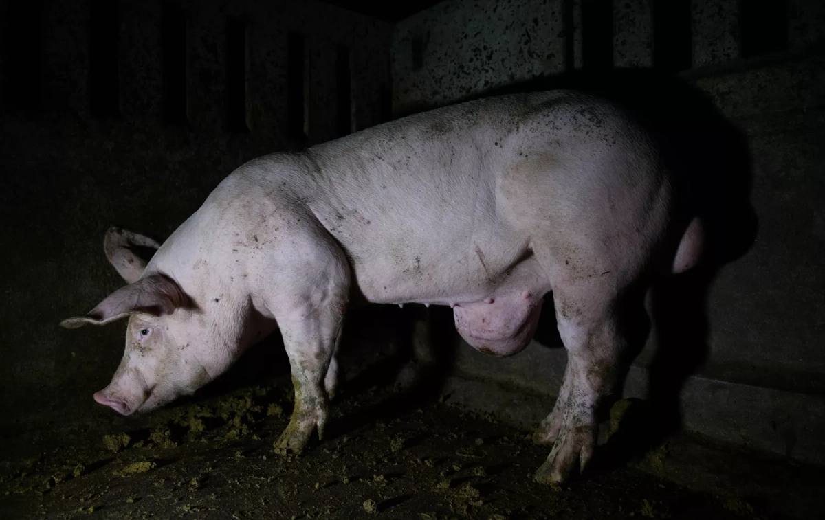Un cerdo enfermo / IGUALDAD ANIMAL