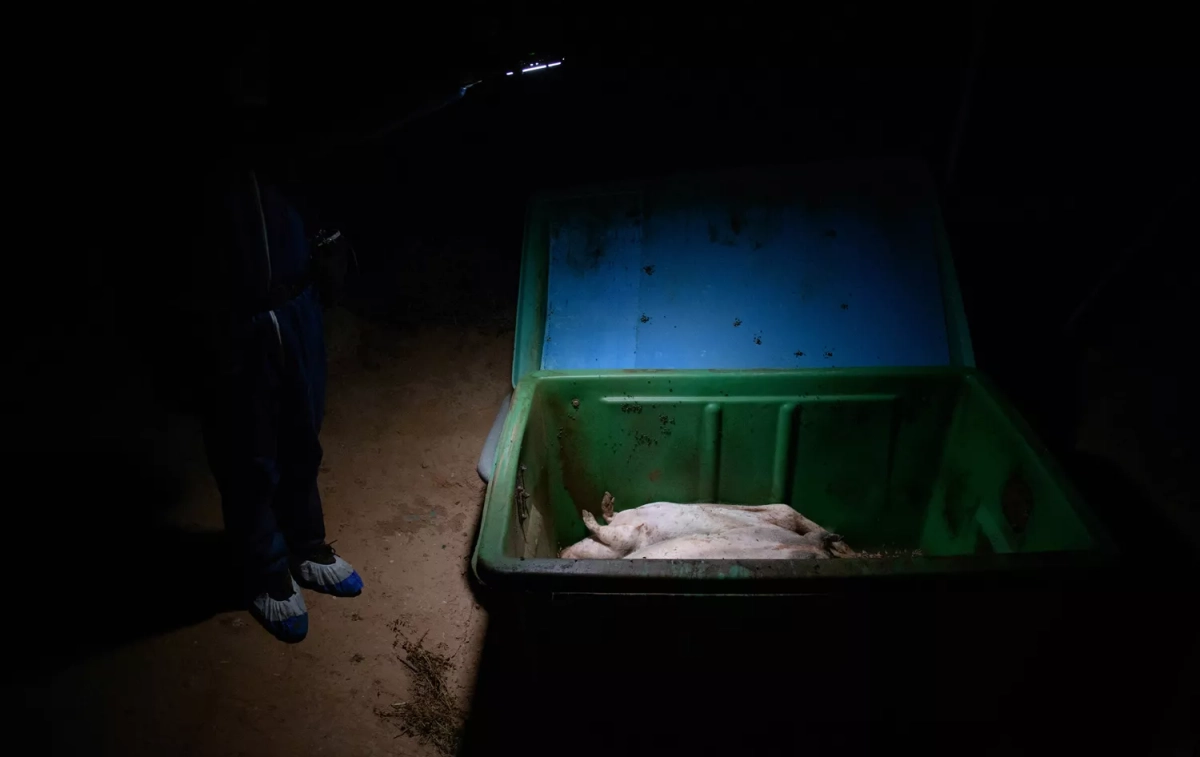 Un contenedor con cerdos muertos en una de las macrogranjas de España / IGUALDAD ANIMAL