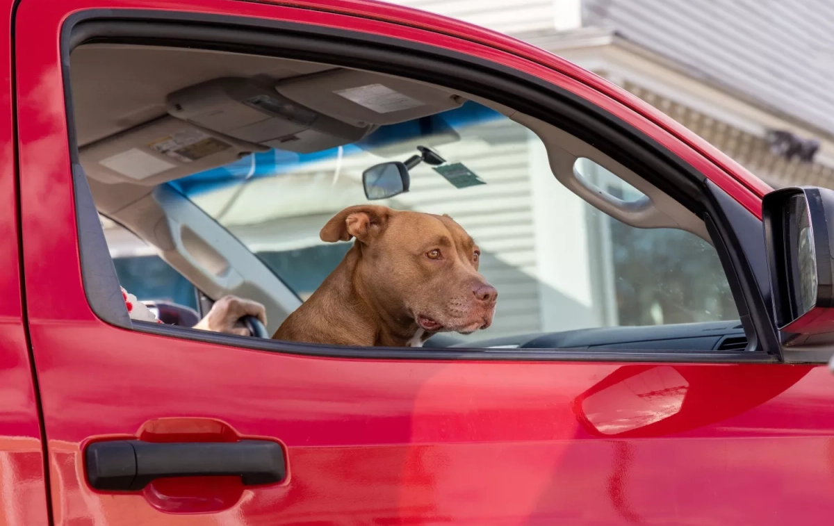 Un perro en el interior de un coche estacionado / PEXELS 