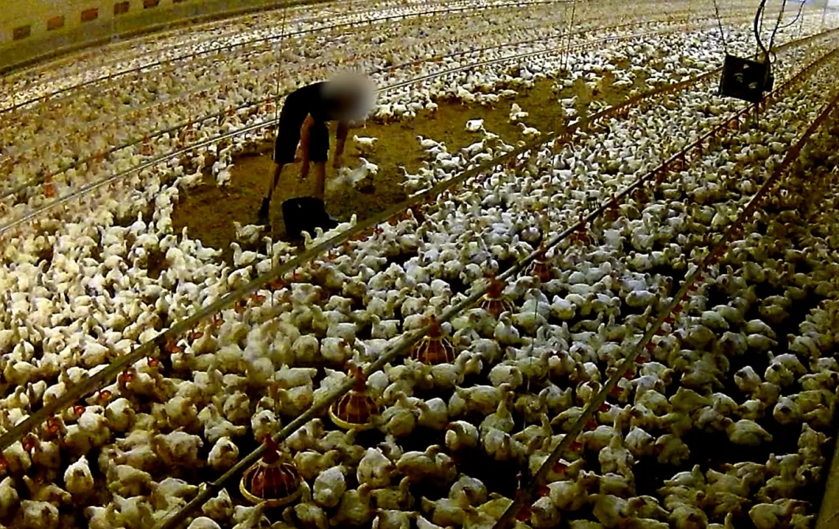 Macrogranja de pollos vinculada a un proveedor de Lidl en Löningen, Alemania / EQUALIA