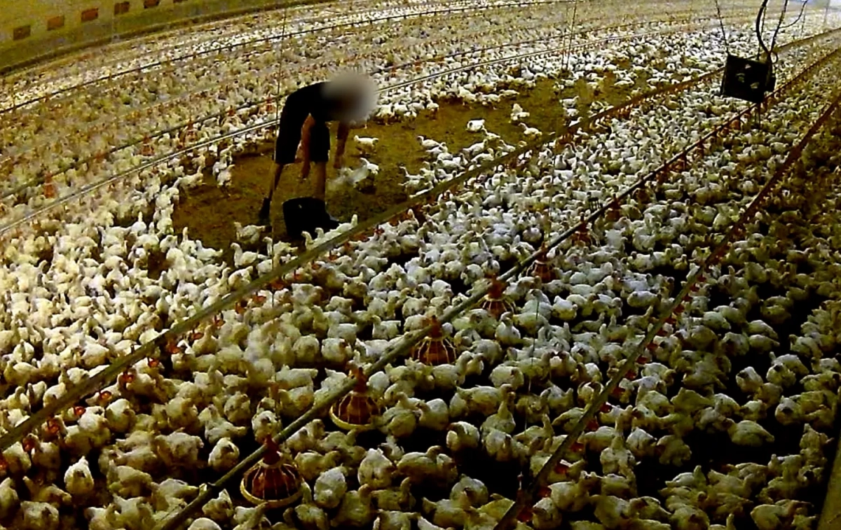 Macrogranja de pollos vinculada a un proveedor de Lidl en Löningen (Alemania) / EQUALIA Macrogranja de pollos vinculada a un proveedor de Lidl en Löningen (Alemania) / EQUALIA