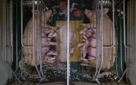 Cerdas en jaulas de gestación en una macrogranja de España / IGUALDAD ANIMAL Cerdas en jaulas de gestación en una macrogranja de España / IGUALDAD ANIMAL