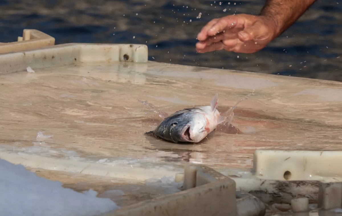 Una dorada de acuicultura, como las que vende Ametller, sobre una cuba / WEANIMALS