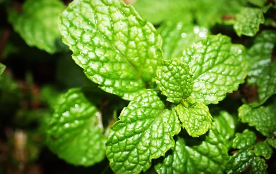 Hojas de menta / PIXABAY Hojas de menta / PIXABAY