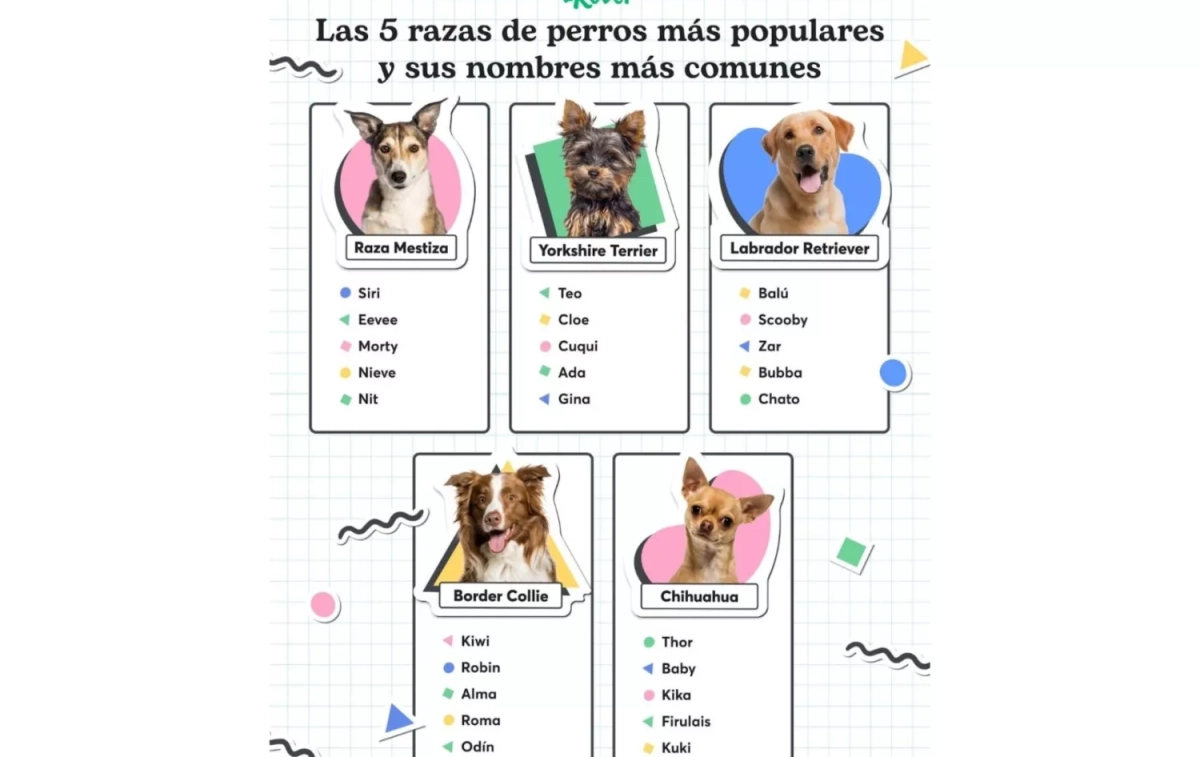 Las 5 razas de perros más populares y sus nombres más comunes   ROVER