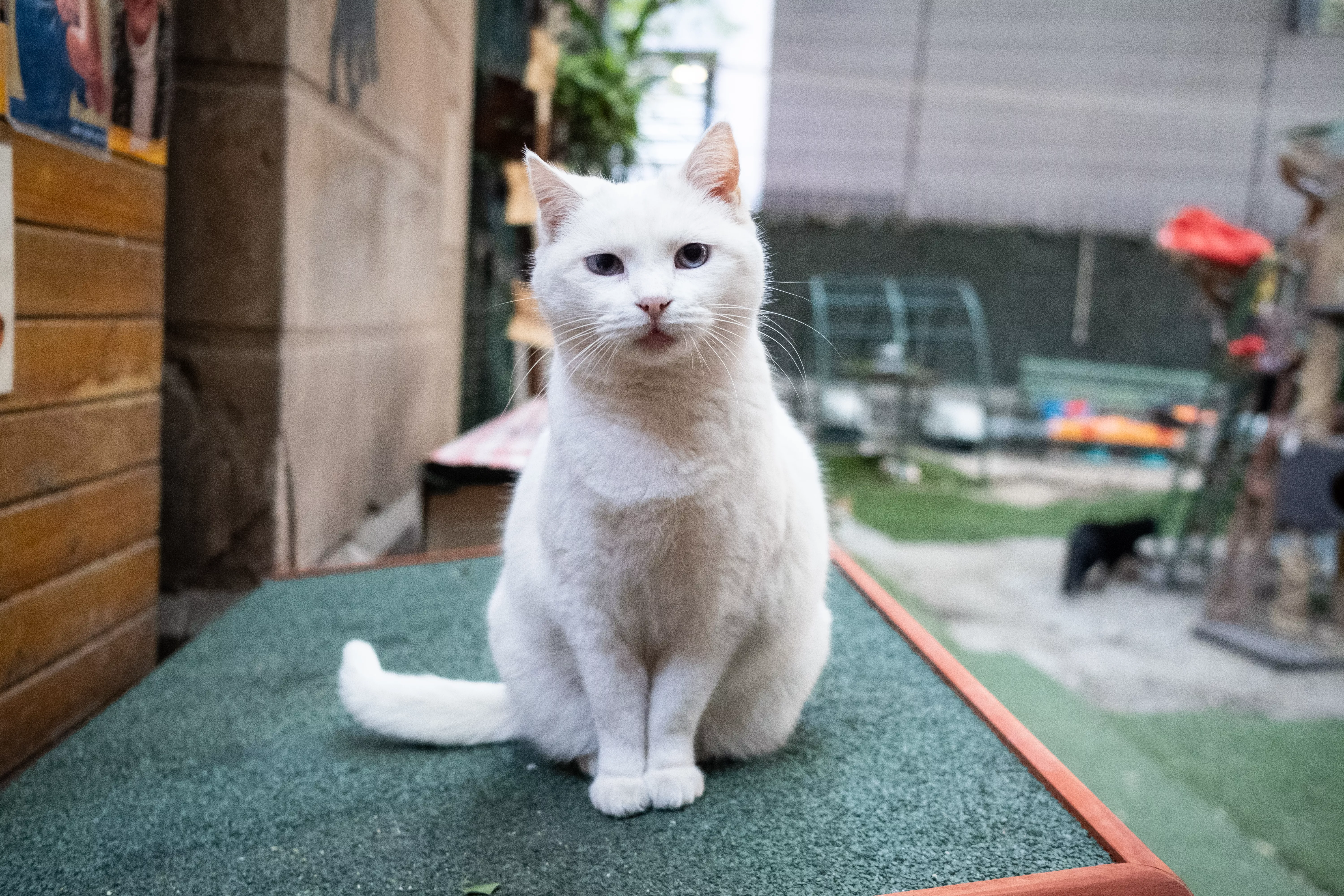 Un gato blanco que espera ser adoptado en el Jardinet dels Gats, el oasis animalista en el centro de Barcelona / SIMÓN SÁNCHEZ
