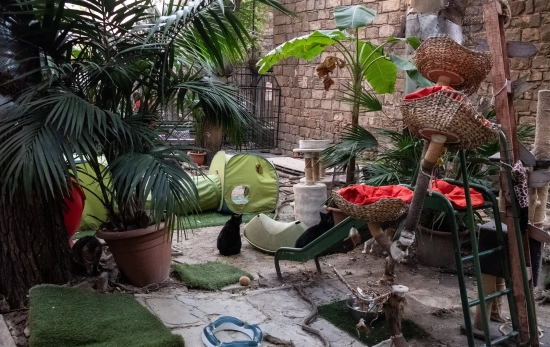 Jardinet dels gats / Simón Sánchez Jardinet dels gats / Simón Sánchez