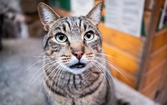 Jardinet dels gats / Simón Sánchez Jardinet dels gats / Simón Sánchez