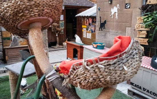 Jardinet dels gats / Simón Sánchez Jardinet dels gats / Simón Sánchez