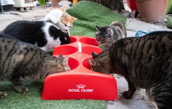 Jardinet dels gats / Simón Sánchez Jardinet dels gats / Simón Sánchez