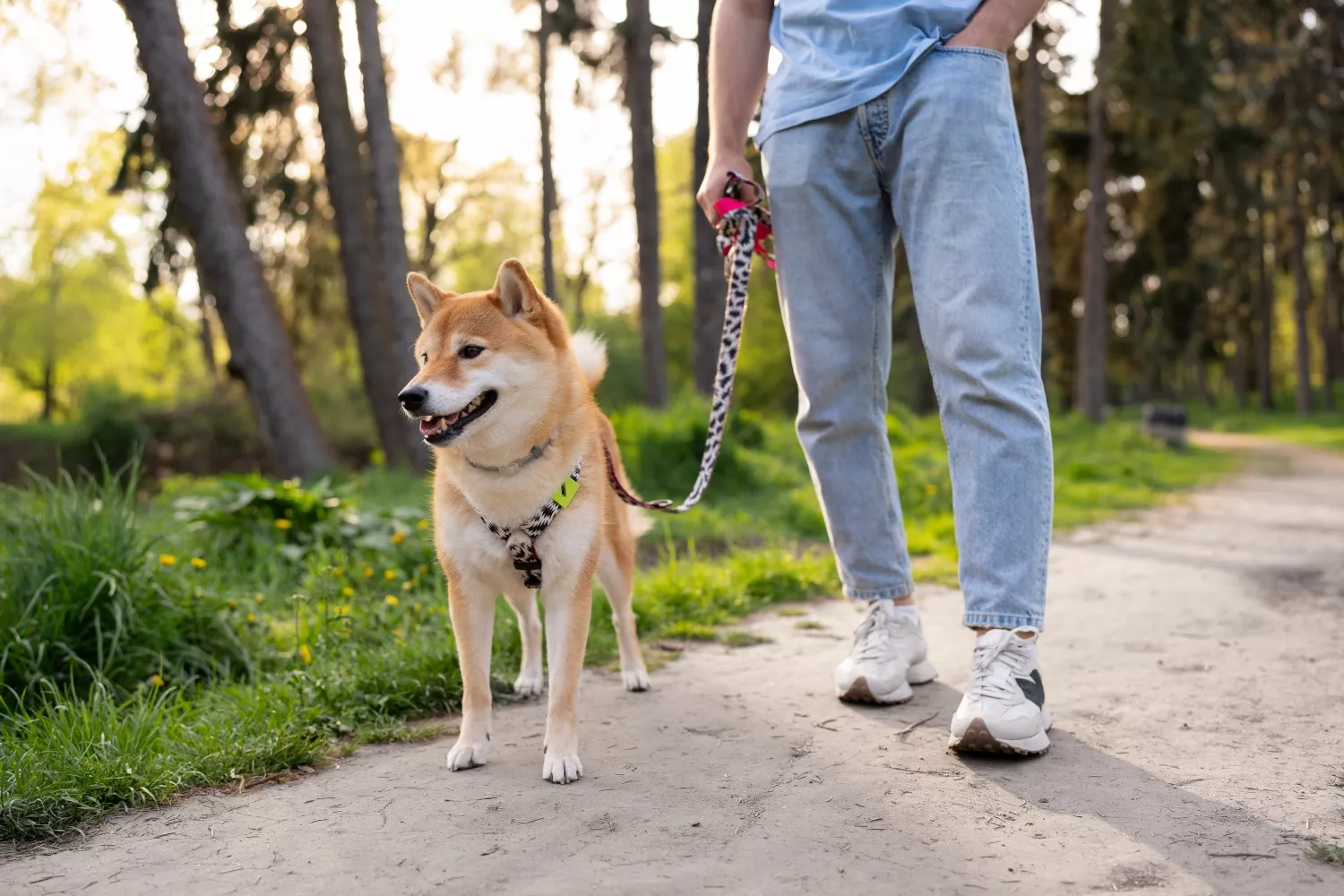Un hombre pasea a su perro con correa / FREEPIK