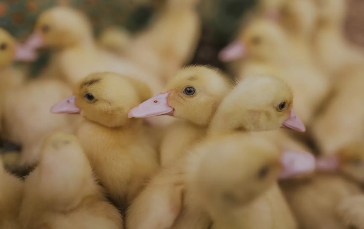 Crías de patos / FREEPIK -  @wirestock
