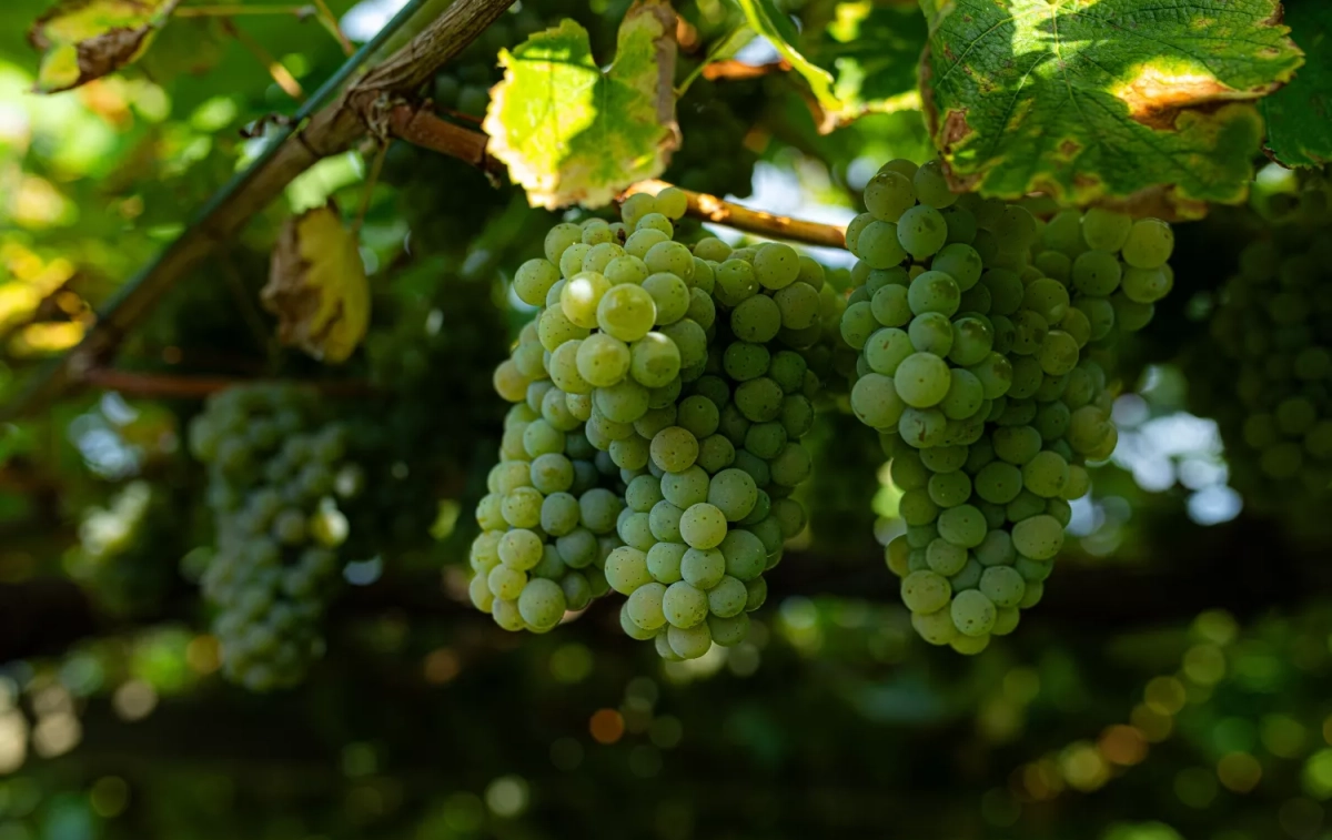 Un racimo de uvas como las de fin de año / EP Un racimo de uvas como las de fin de año / EP