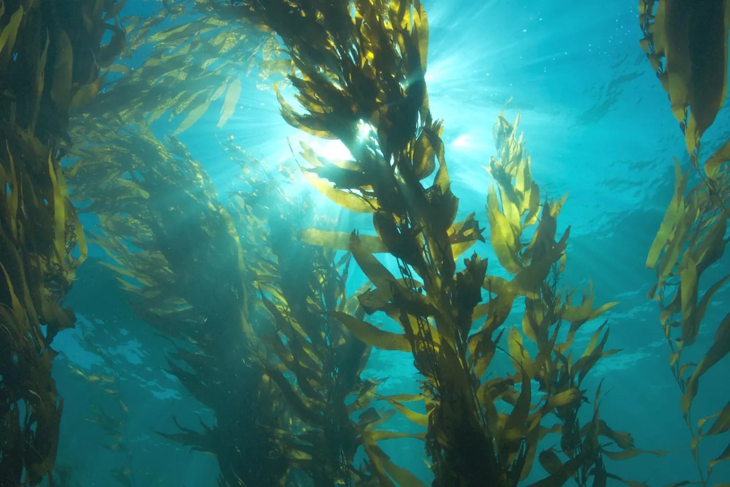La espirulina, el alga que tiene más proteína que el hierro La espirulina, el alga que tiene más proteína que el hierro