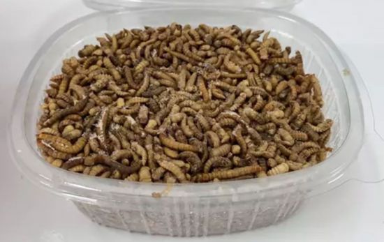 Gusanos de harina, el insecto autorizado por la UE para su consumo como alimento / EUROPA PRESS Gusanos de harina, el insecto autorizado por la UE para su consumo como alimento / EUROPA PRESS