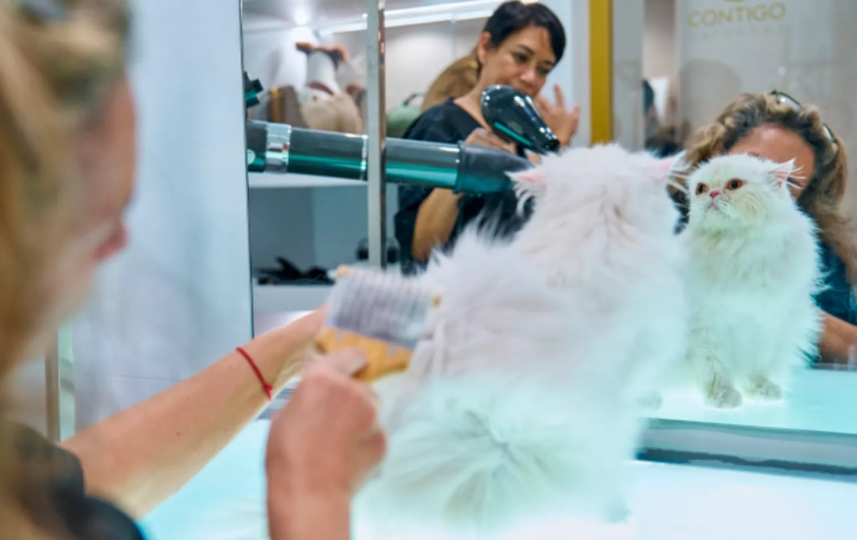 Un gato en la peluquería de Contigo Cuidados / EL CORTE INGLÉS
