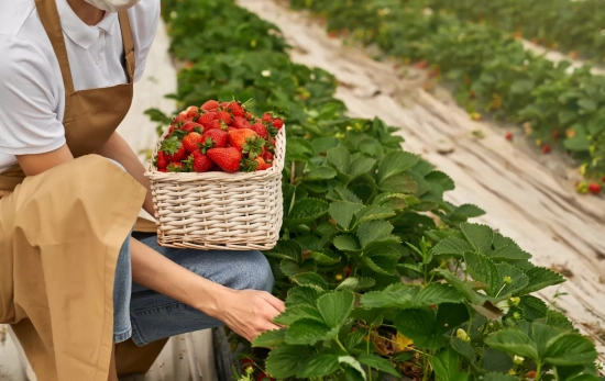 Una persona recoge fresas / FREEPIK - @serhii_bobyk Una persona recoge fresas / FREEPIK - @serhii_bobyk