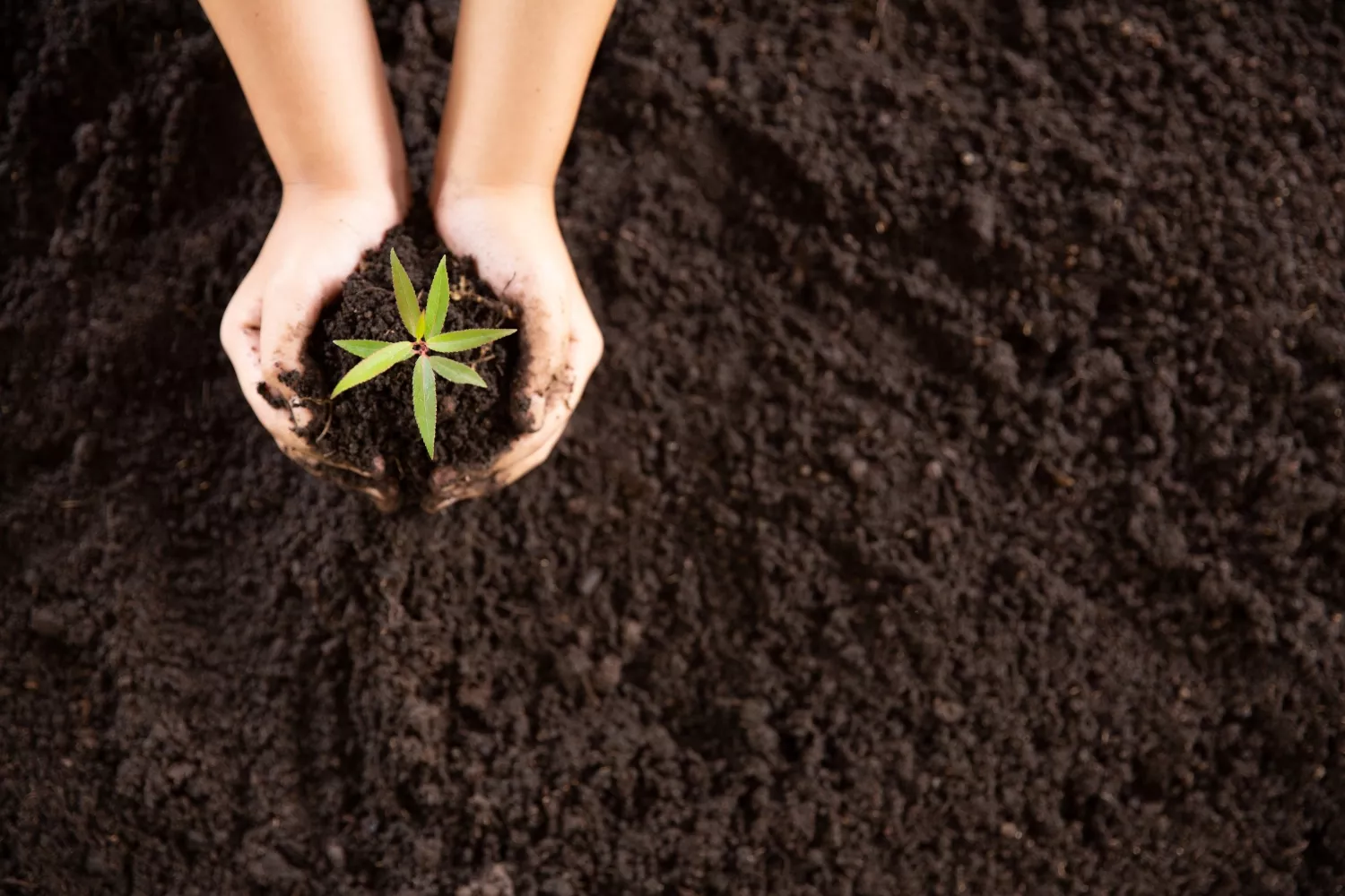 Abono casero para las plantas de casa / FREEPIK Abono casero para las plantas de casa / FREEPIK