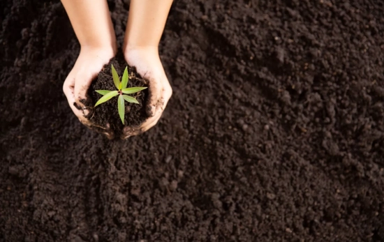 Abono casero para las plantas de casa / FREEPIK Abono casero para las plantas de casa / FREEPIK