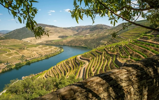 Viñedos en la ribera del Duero / PEXELS Viñedos en la ribera del Duero / PEXELS