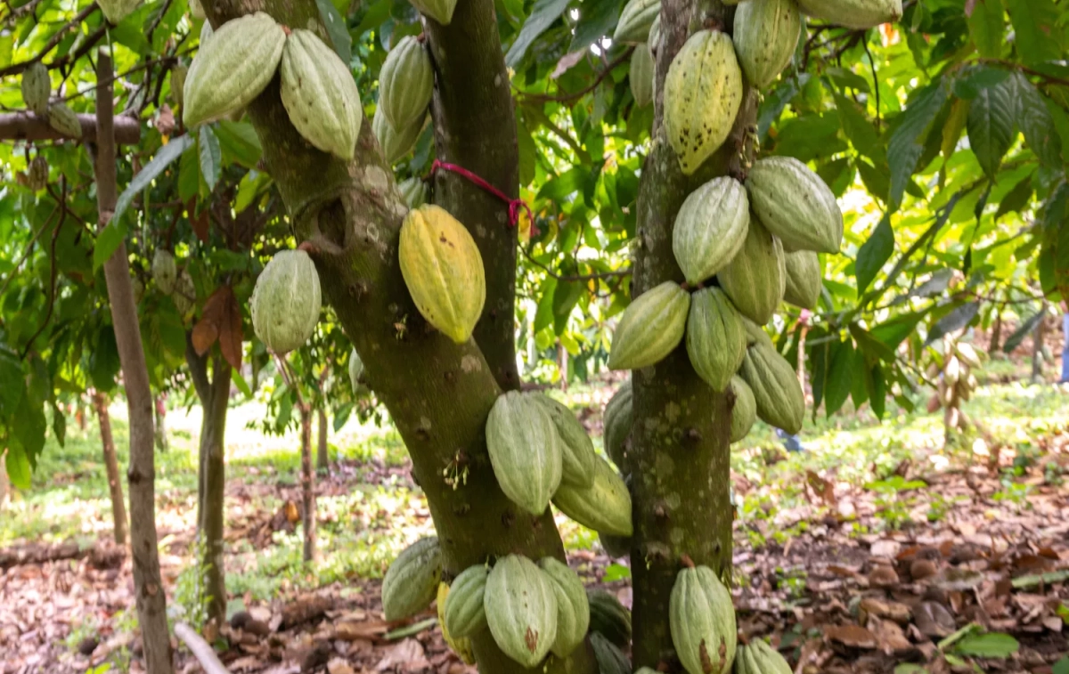 Árbol con frutos de cacao / FREEPIK - @wirestock Árbol con frutos de cacao / FREEPIK - @wirestock