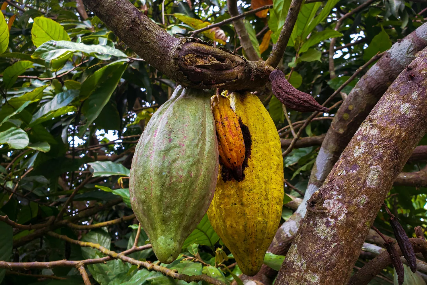 Árbol con frutos de cacao - PEXELS Árbol con frutos de cacao - PEXELS
