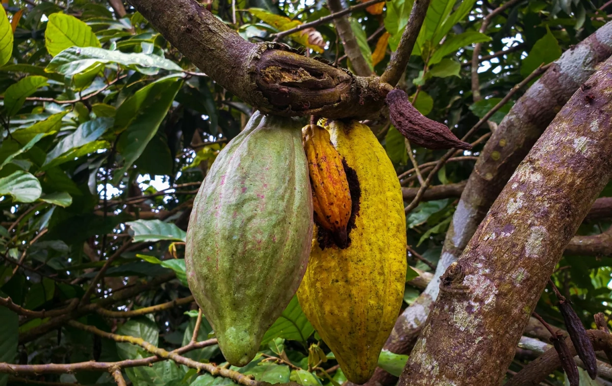 Árbol con frutos de cacao - PEXELS Árbol con frutos de cacao - PEXELS
