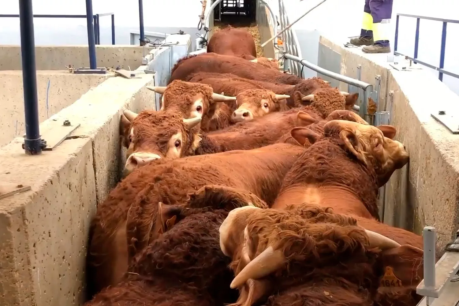 Animales vivos son exportados a Oriente Medio Animal Welfare Foundation