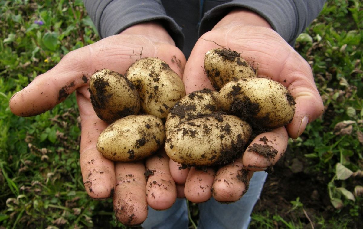 Un agricultor con dos puñados de patatas / PIXABAY 