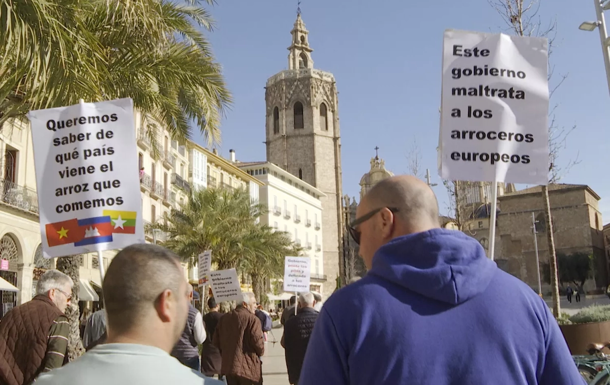 Arroceros valencianos exigen un correcto etiquetado del origen del arroz para evitar engañar al consumidor EP