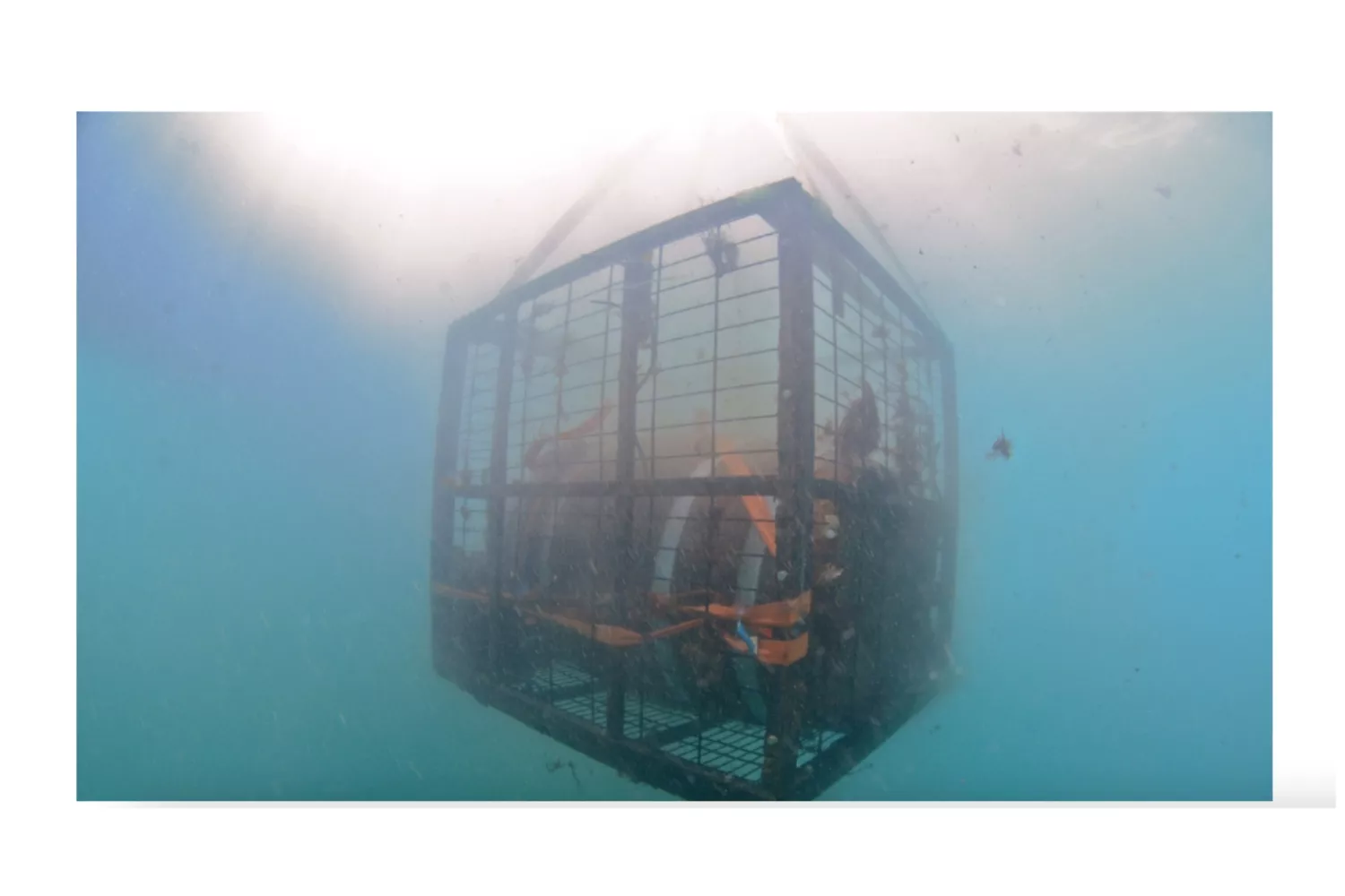 Vino submarino de la Bodega Crusoe Treasure / Bodega Crusoe Treasure Vino submarino de la Bodega Crusoe Treasure / Bodega Crusoe Treasure