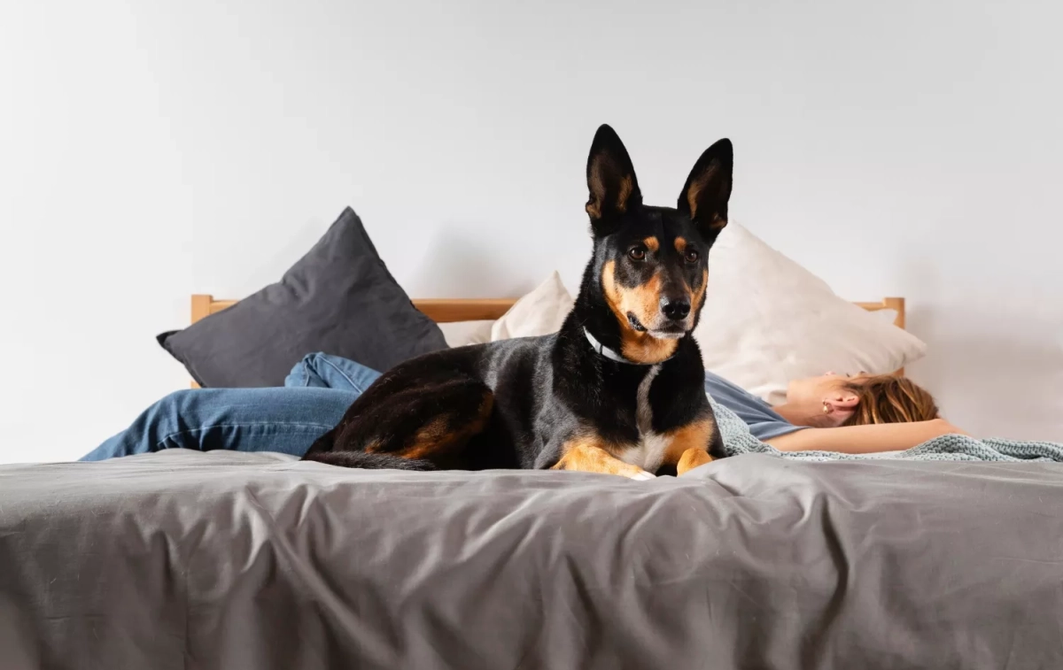 Un perro sobre una cama / FREEPIK