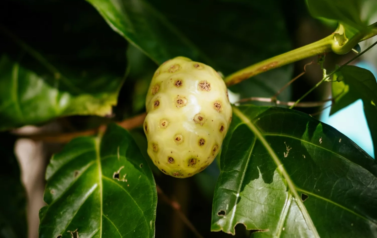 Fruta noni, uno de los superalimentos más conocidos / UNSPLASH Fruta noni, uno de los superalimentos más conocidos / UNSPLASH