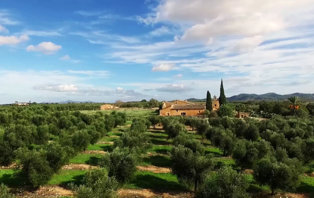 Campos de olivos en la finca de Manacor donde se elabora el aceite de oliva virgen extra Aubocassa / CEDIDA Campos de olivos en la finca de Manacor donde se elabora el aceite de oliva virgen extra Aubocassa / CEDIDA