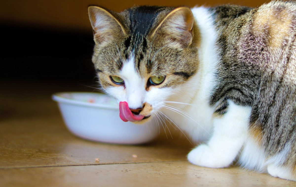 Un gato junto a un bol / UNSPLASH Un gato junto a un bol / UNSPLASH