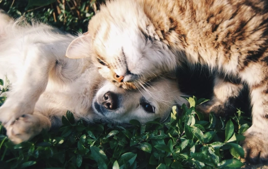Un perro y un gato que se alimentan con comida producida por Mars / PEXELS Un perro y un gato que se alimentan con comida producida por Mars / PEXELS